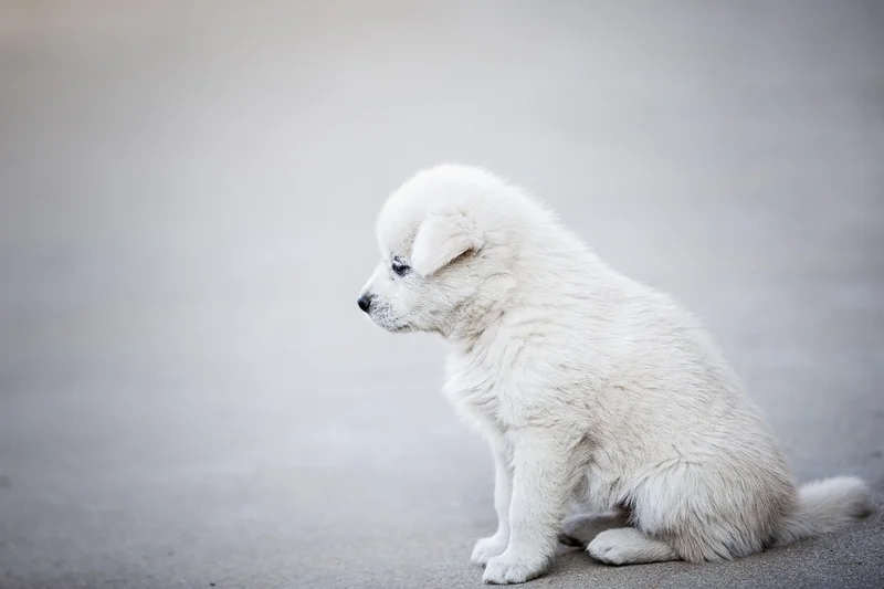 Tarifs moyens d’un chien détecteur en 2026