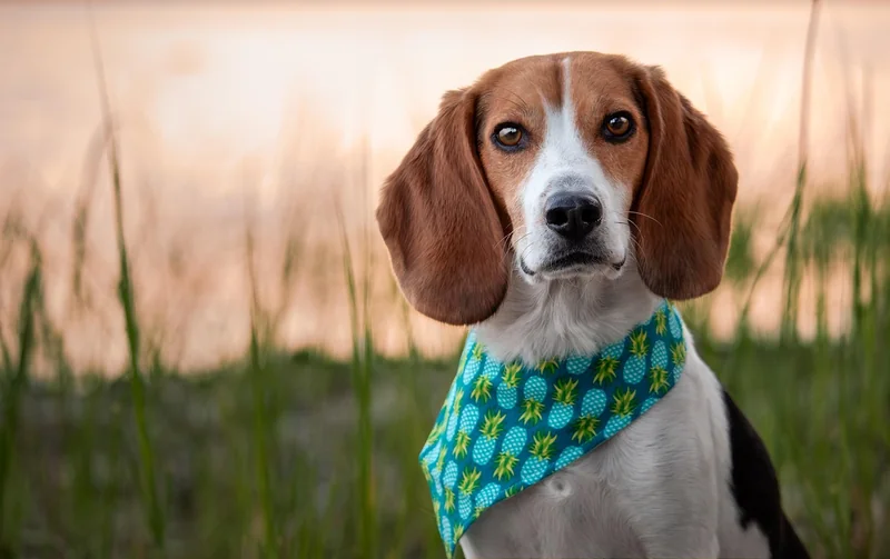 Combien coûte la détection canine de punaises de lit ?