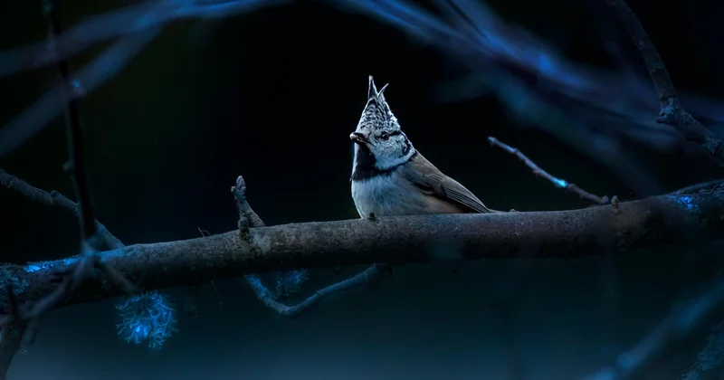 Les erreurs qui tuent un oisillon mésange
