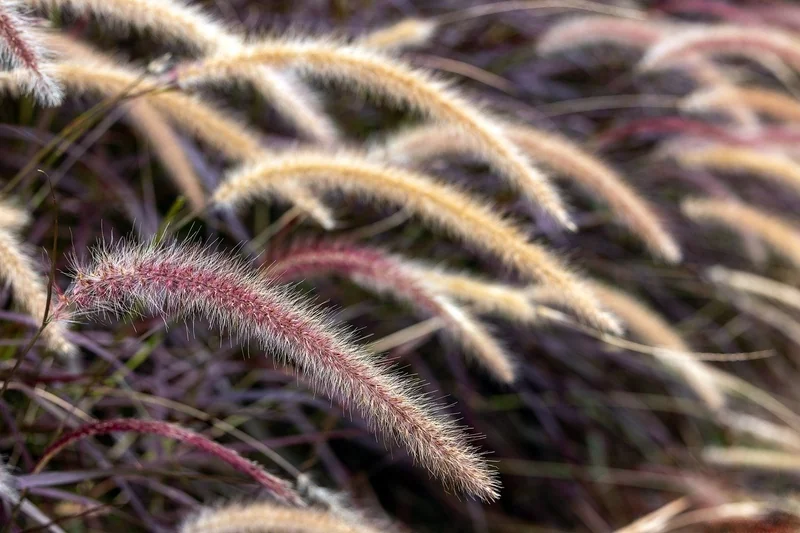 Choisir ses herbes : le trio gagnant et les pièges à éviter