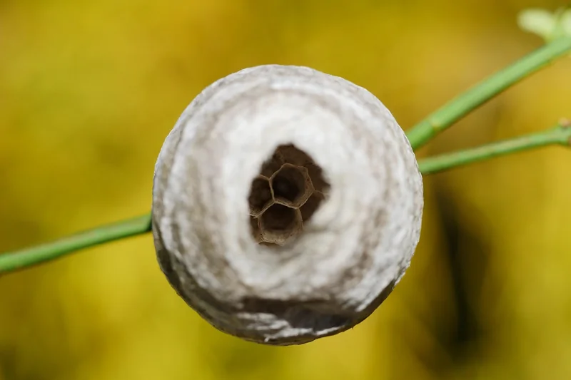 Comment identifier une piqûre d'insecte nocturne ?