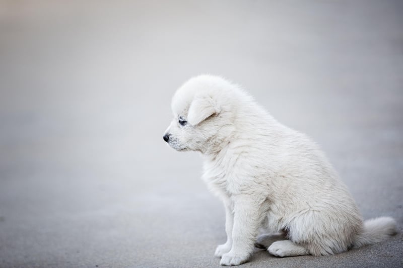 Découvrez le tarif 2026 des chiens détecteurs de punaises de lit et protégez votre foyer