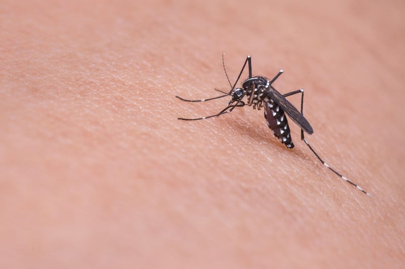 Découvrez quels insectes piquent la nuit en 2026 et comment s'en protéger