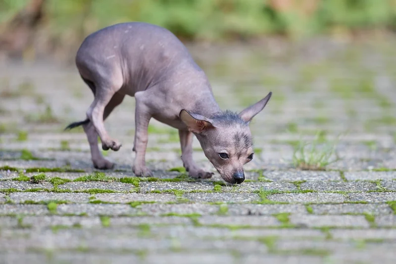 Quelle race de chien pour détecter les punaises de lit ?