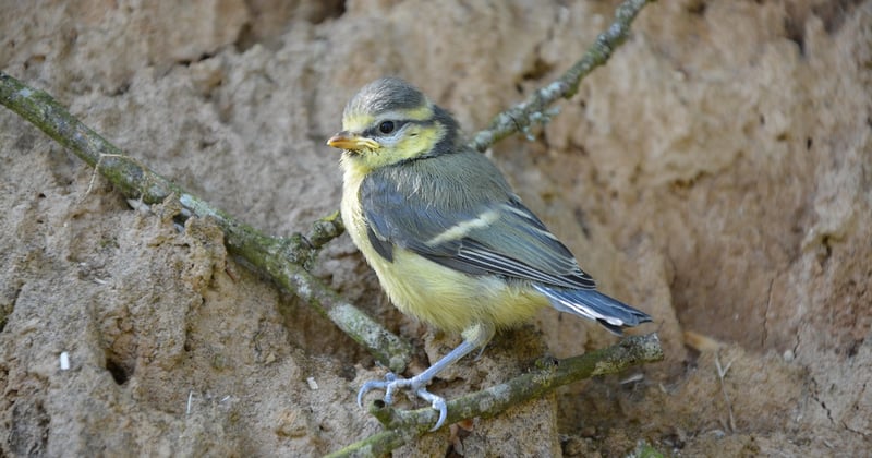 Oisillon mésange : comment l'identifier et le nourrir sans erreur