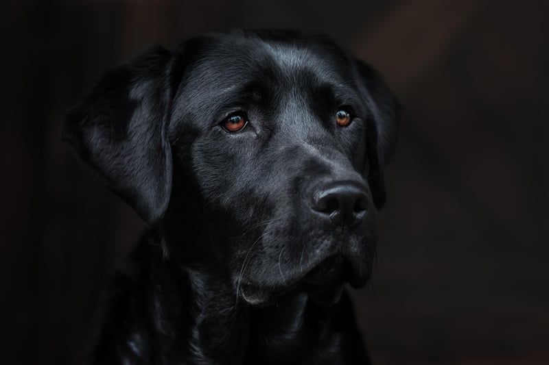 Chien détecteur punaise prix 2026 : combien coûte vraiment une intervention ?